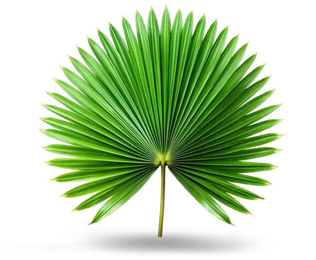 Saw Palmetto