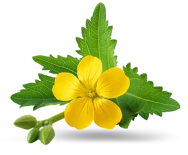 Tribulus Terrestris