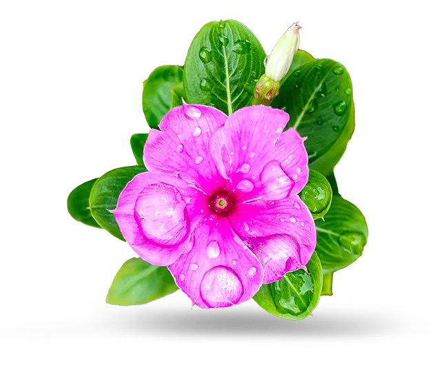 Epilobium